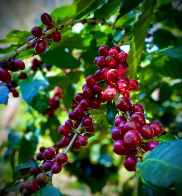 Don Alexis Costa Rica Kaffefrukter 1