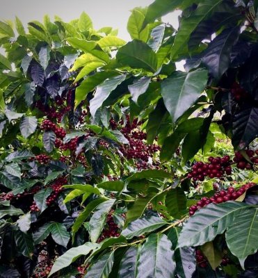 Don Alexis Costa Rica Kaffefrukter 2