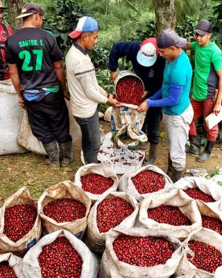 Don Alexis Costa Rica skörd