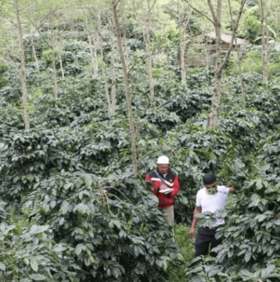 Sumatra Gayo Mandheling Grade 1 TP extra clean