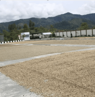 Sumatra Gayo Mandheling Grade 1 TP extra clean